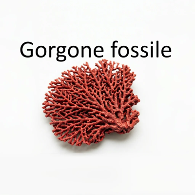 Gorgone fossile